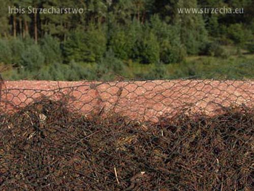 Strzecha, dach z trzciny: wypełnienie kalenicy wrzosem - pod spodem zabezpieczenie dachu przed mchem i porostami